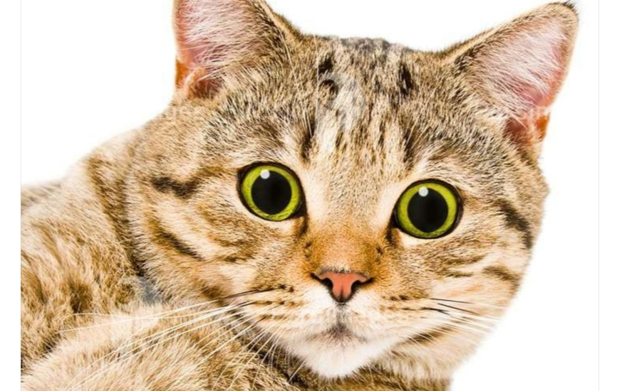 Зачем искать три лапы у кота?