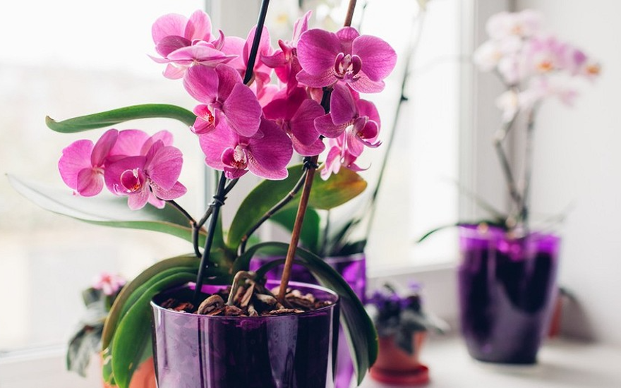 Orchideenfach