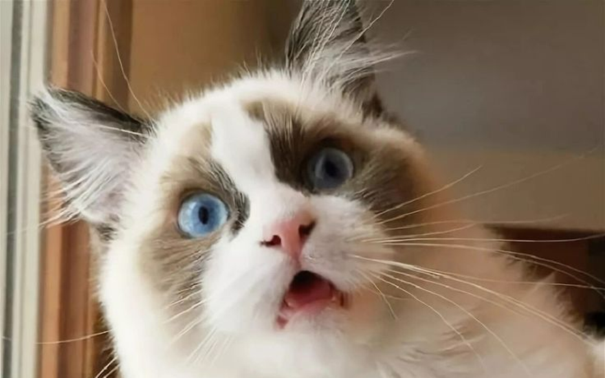 Ого