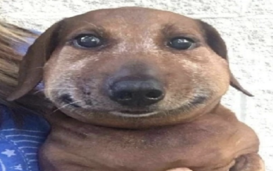 Собака лающая, мало кусающая