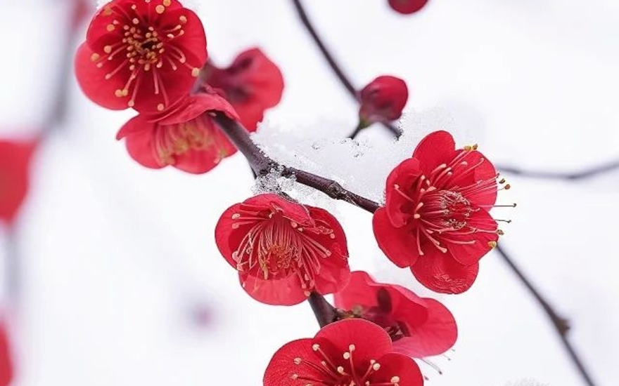 Красота в зимнюю стужу