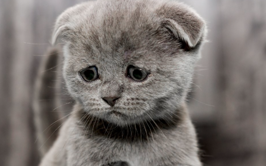 Тоска по родному