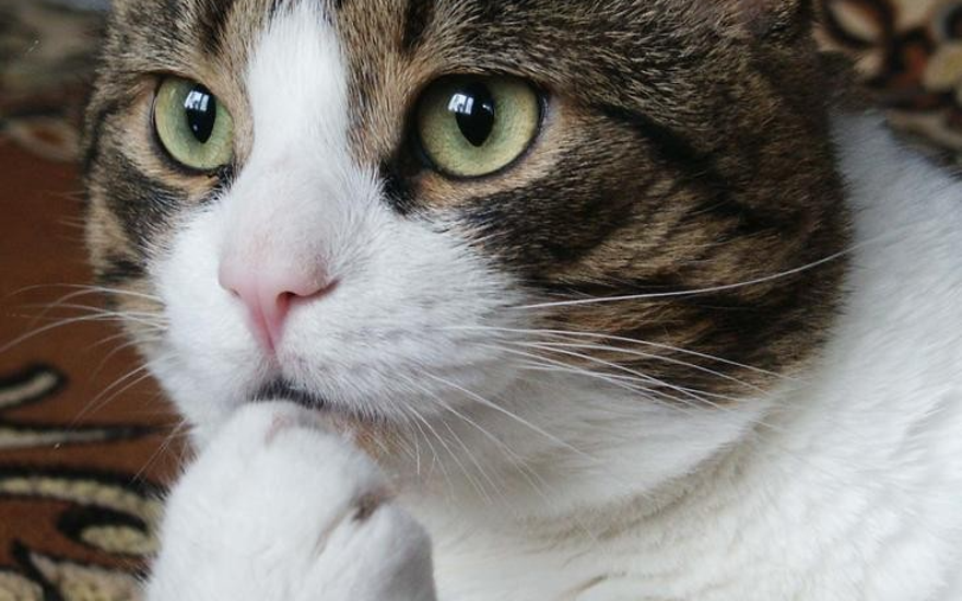 Выводы сделаны