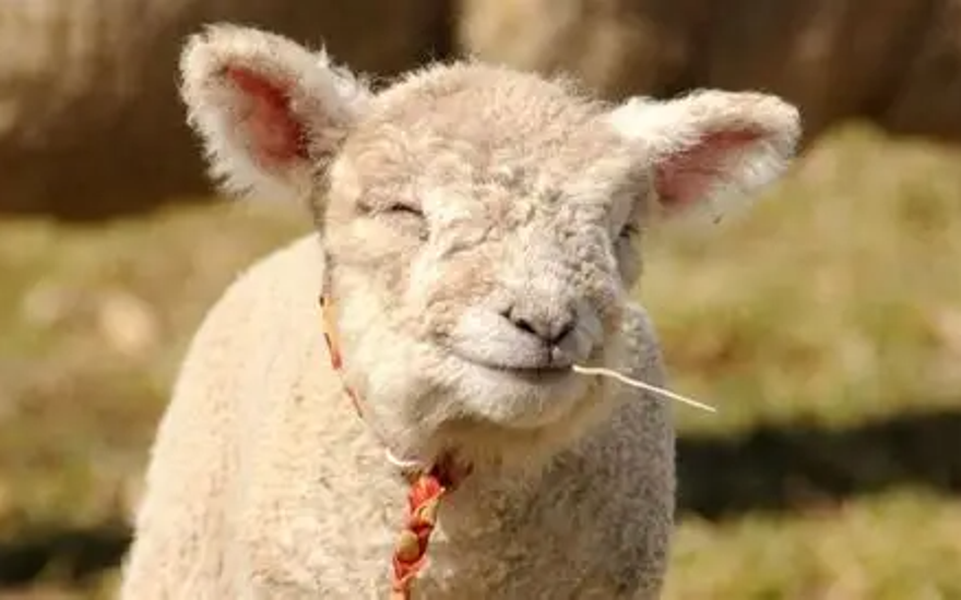 А где моя шерсть?