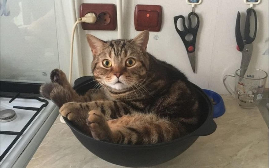 Я в полной кастрюле