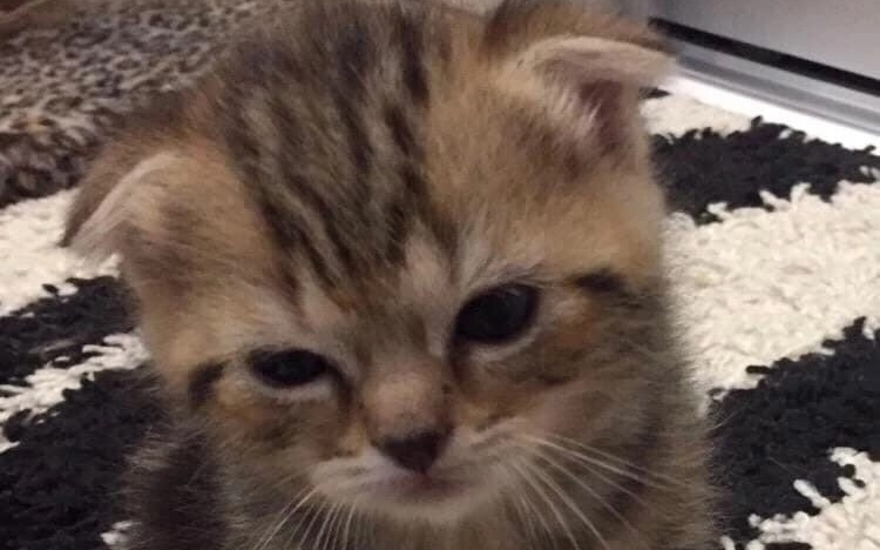 Духовные углеводы