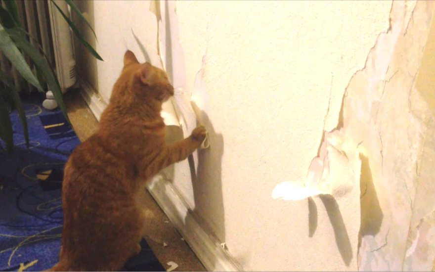 От обоев до стены