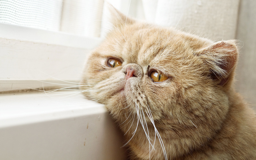 От желания до тоски