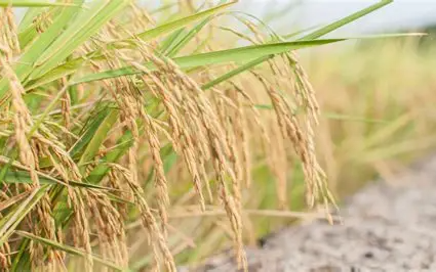 Мудрость рисовых колосьев