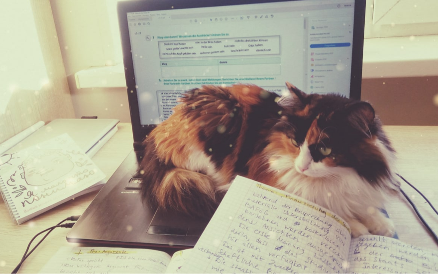 Европейский университет: ожидание и реальность