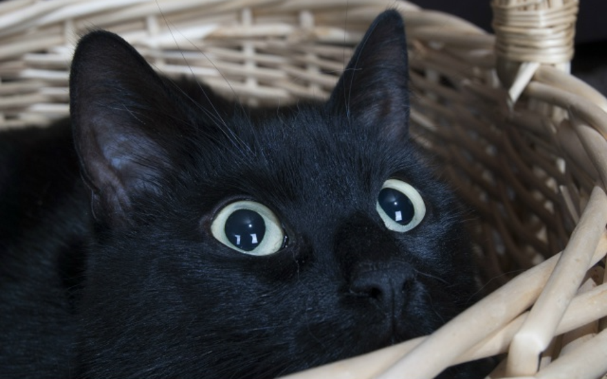 Посмотри в глаза