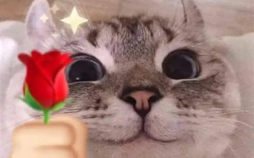 Человеки семейства сердцеедовых