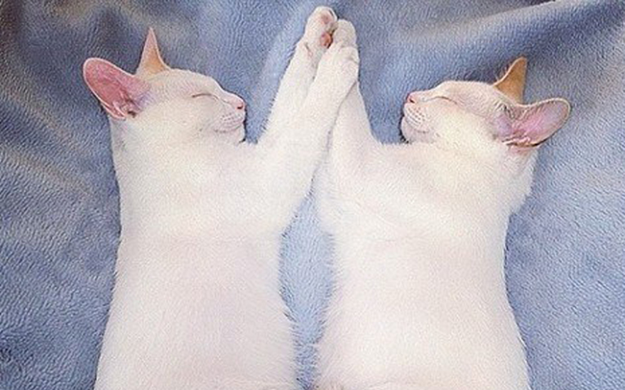 Свои со своими