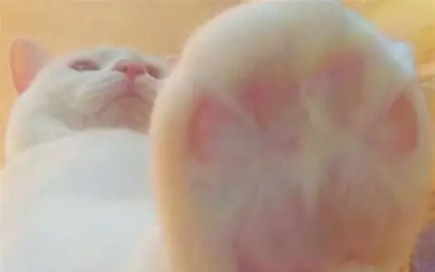 Пустая нога