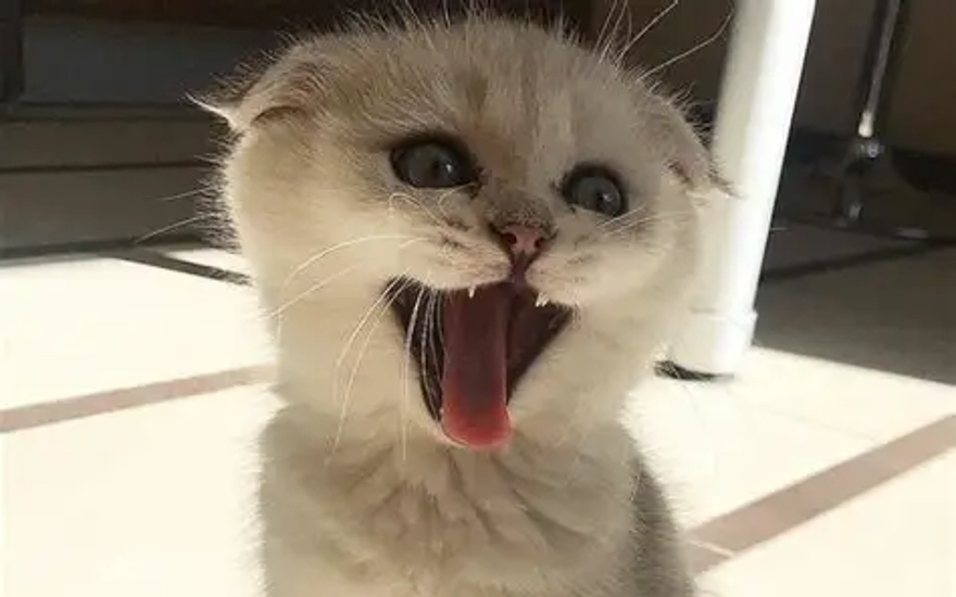 Мандибула батиенте