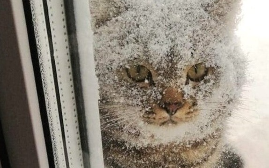 Жестокий иней