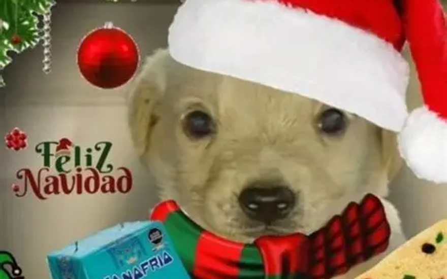 А почему navidad