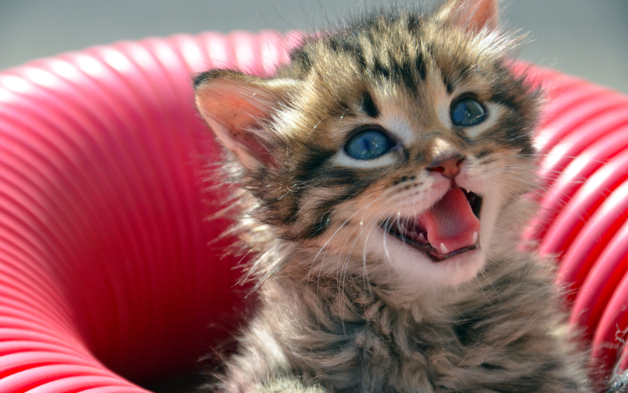 Не котята, а истерика