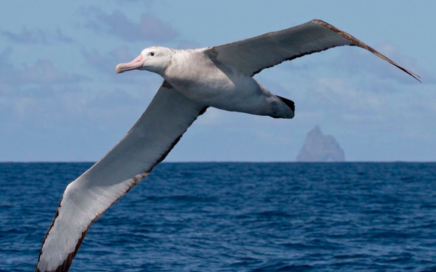 Альбатрос на шее