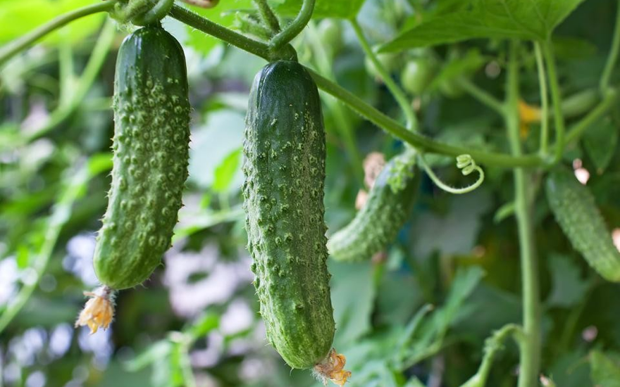 Зелёный ты ещё