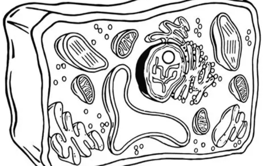 Клеточный размножайс