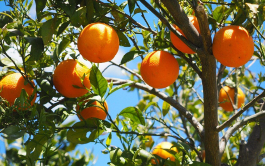 Португальское одобрение