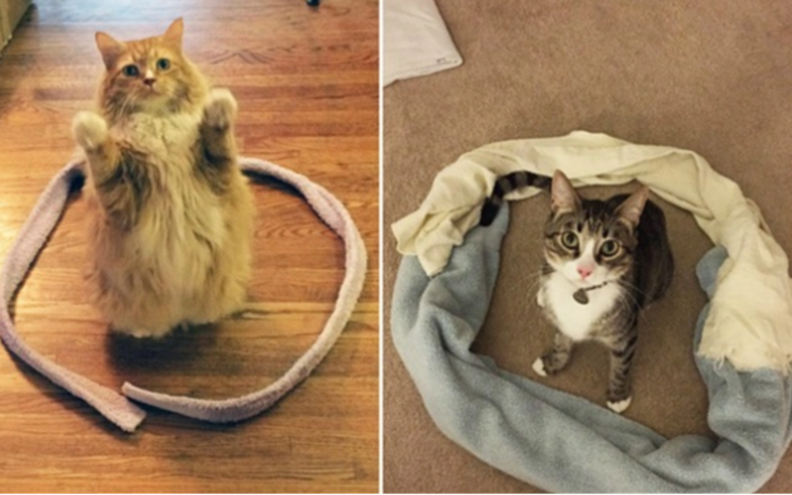 Тайна корейского кружочка