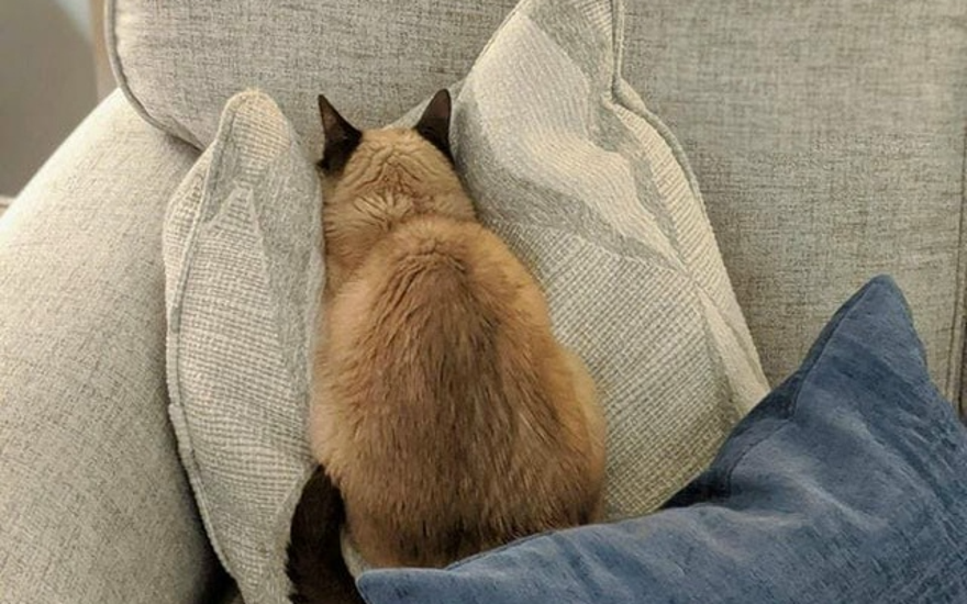 Тотальный игнор