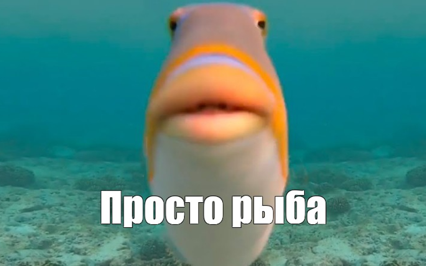 Почему вы рыба