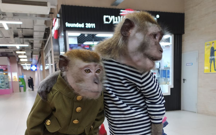 Такие разные бибизяны