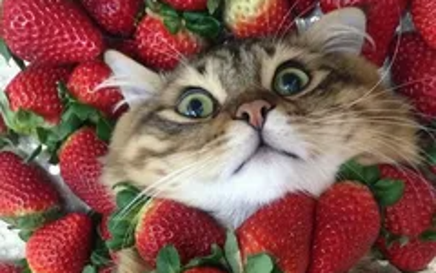 Мажор с клубничным привкусом